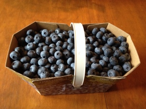 Freshly picked blueberries, these needed an additional week before they were ripe enough 