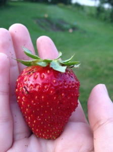The most delicious strawberry ever